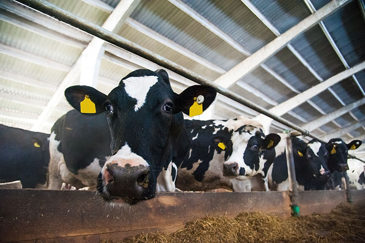 Celebrate June Dairy Month at Stockdale’s